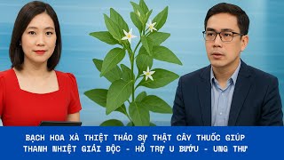 Bạch Hoa Xà Thiệt Thảo – Thảo Dược Giải Độc, Tiêu Viêm Hiệu Quả | Chuyên Gia Tư Vấn