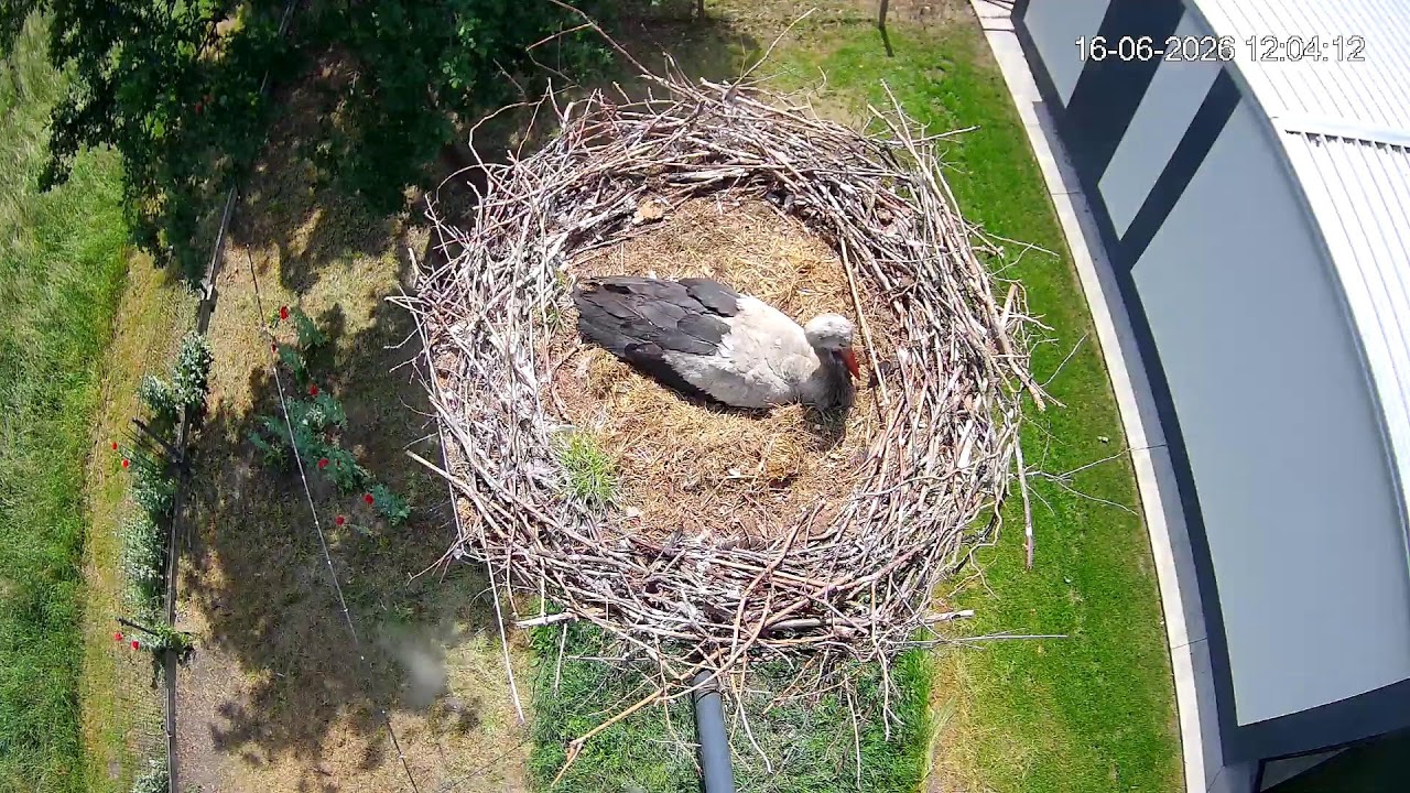 Live webcam view of Nido de Cigüeña Blanca en Żabno