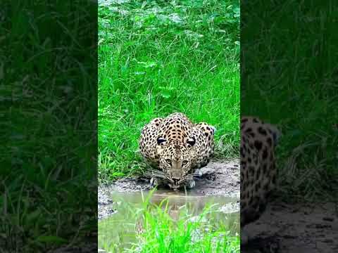 Panther | The Leopard | Wildlife | Nature | Forests | Animals | 4K Video | Animal Planet | Earth
