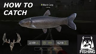 Russian Fishing 4 how to Catch Black Carp On Old Burg 2018 HD