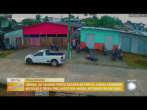 Boi solto provoca correria e derruba moto em Anori