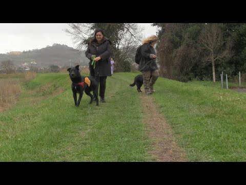 Percorso dedicato ai cani alle Cascine di Tavola (versione integrale)