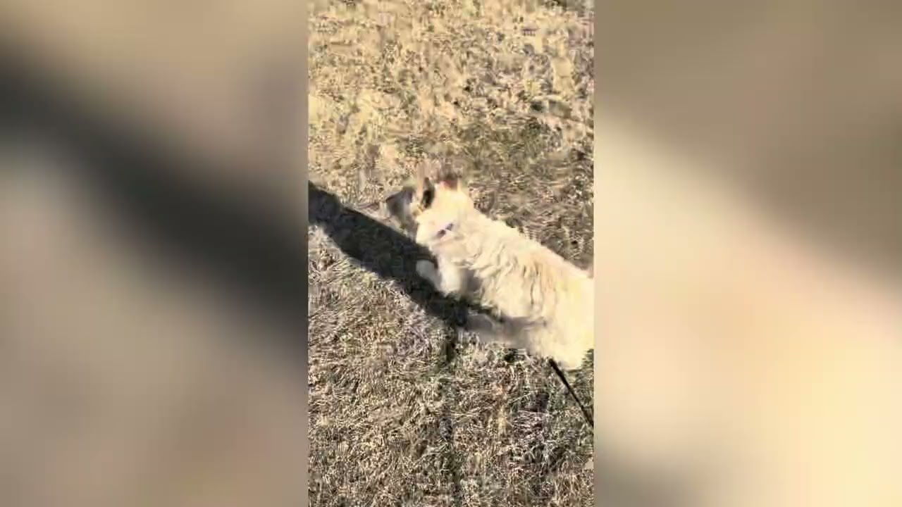 Enlarge Phoenix/"Pip" (I have a video!), a Adoptable mixed breed in Columbia, MD video 4/4