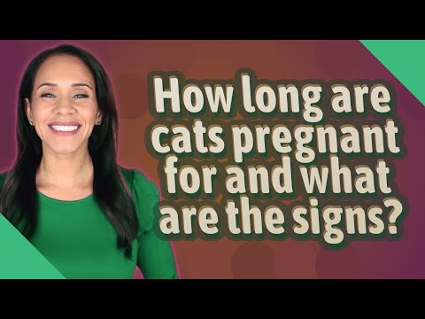 How long are cats pregnant for and what are the signs?