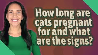 How long are cats pregnant for and what are the signs?