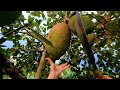 POV Cutting This Jackfruit Was Way Too Satisfying