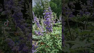 Best Flowering Trees For South Texas: Vitex #gardening #landscaping #planting #flowers