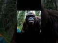 Bigfoot Vlogs Vlogging With Yeti Bigfoot Yeti Ai Wildlife Camp Aivideo Forest