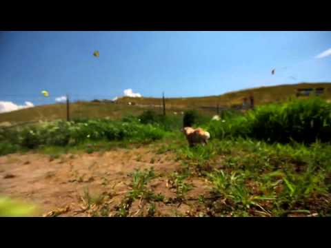 Human Slingshot Slip and Slide   Vooray