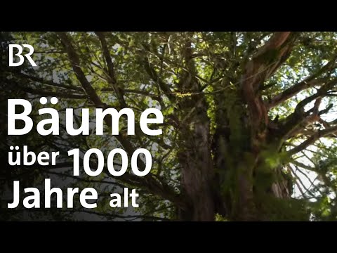 Die ältesten Bäume in Bayern: Einzigartige Baum-Greise | Gut zu wissen | BR