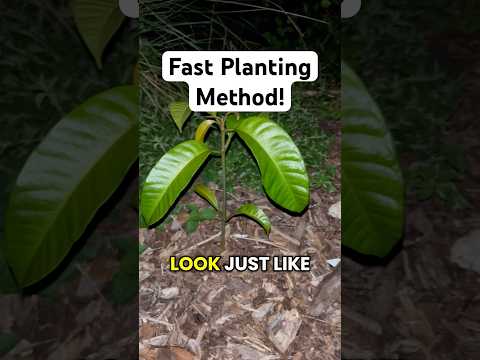 How To Plant Fast-Fruiting Mango Tree from SEED! (My Favorite Technique)