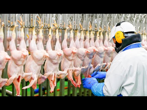 , title : 'Modern Chicken Meat Processing Factory | Chicken Factory'