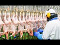 Modern Chicken Meat Processing Factory Chicken Factory