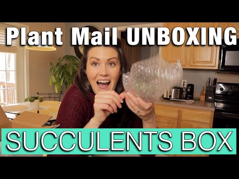 Succulents Box UNBOXING - Plant Mail Review - Plant Haul and Houseplant Unboxing