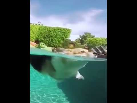 funniest animal videos of 2022 - funny golden retriever btdogs and cutest golden puppies  V.18386 #