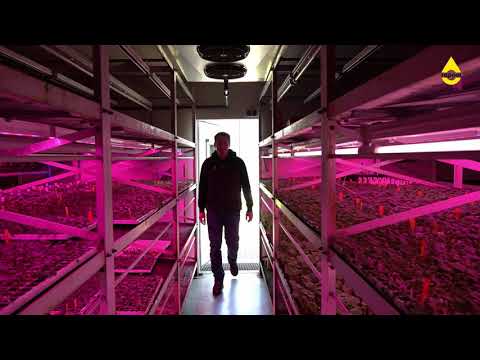 RAPOOL Zuchtstation Salzkotten - Thüle - Vernalisationskammer