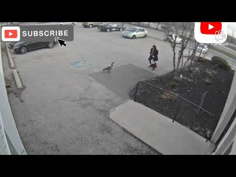 Angry goose terrorises woman and even flies into car to attack her