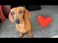 CUTEST Baby Animal Videos That Will Make You Scream Adorable Puppy Kitten Videos