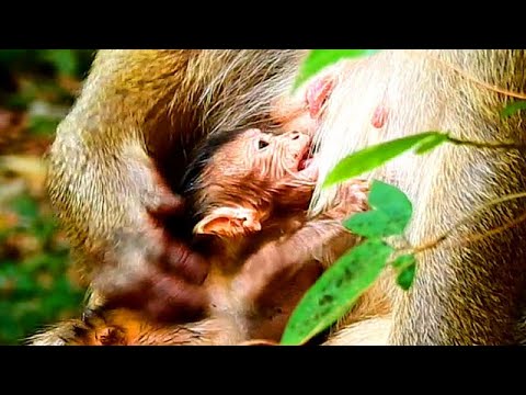 NEWBOR SAD BECAUSE MOM BLOCK UNDER MILK...