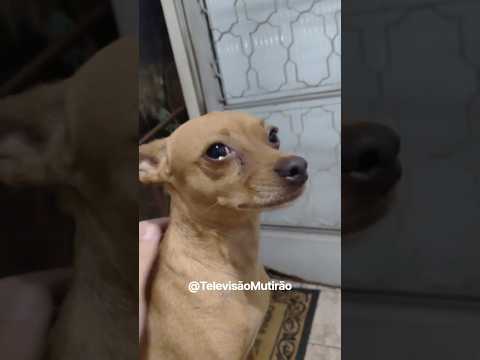 Olhar Atento de Cãozinho Doméstico Captura Momento de Curiosidade