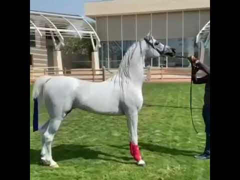 🏅hariry al shaqab🎖🤠🐎❤#caballos #лошадь #cheval #whatsappstatus #الخيل #cavalli #youtube#horselover