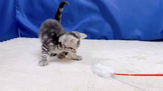 アメリカンショートヘアの動画01