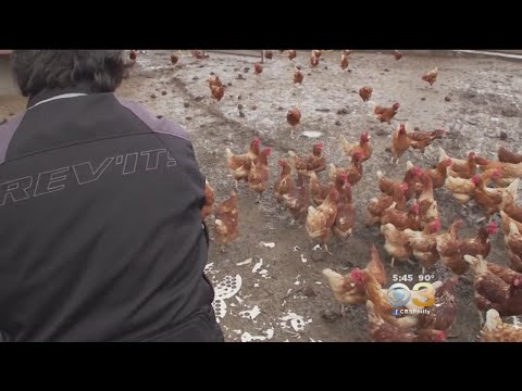 CDC Warning About Backyard Chickens Follows Recent Salmonella Outbreak