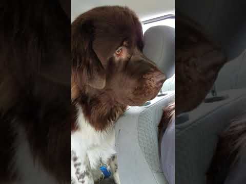 Hagrid likes McDonalds.