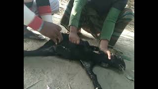 ছাগলের বাচ্চা খাসি করানো (Castration of goat kids)