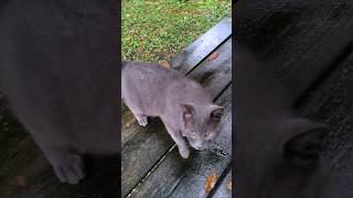 ただかわいいだけ #地域猫 #野良猫 #cat #猫動画