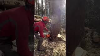 Fantastic Sweep cut plus bore out effort from 1 of my students…check it out #training #forestry