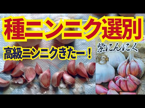 野生ニンニク 植物