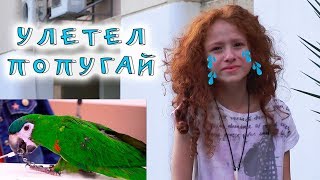 VLOG | ШОК - УЛЕТЕЛ МОЙ ЛЮБИМЫЙ ПОПУГАЙ. ВЕРНЕТСЯ ЛИ ОН ???