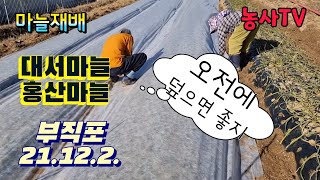 대서마늘 홍산마늘 부직포 덮는날 2021년 12월 2일 올해 날씨가 10월초 비가많이 온후 기온하강으로  마…