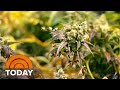 High Potency Marijuana Products Pose New Risks To Teens