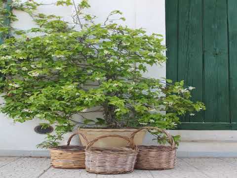 B&B Masseria Cappotto - Laterza - Italy