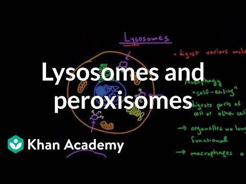 Lysosomes and peroxisomes (video) | Cells | Khan Academy