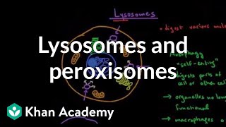 Lysosomes and peroxisomes | Cells | MCAT | Khan Academy