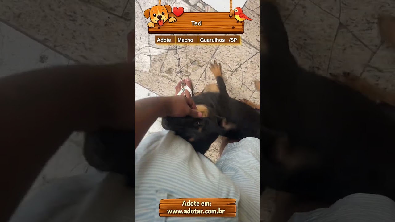 Cachorro raça SRD-ViraLata idade 2 a 6 meses nome Ted