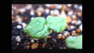 Merry Christmas BUMP OF CHICKEN Cover