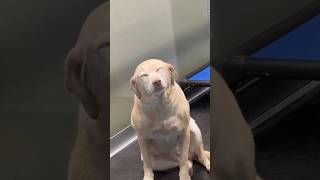 Download lagu Ketika seekor Anjing bertemu kembali dengan pemiliknya mp3 Download lagu Ketika seekor Anjing bertemu kembali dengan pemiliknya mp3