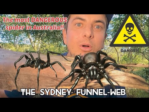 The most VENOMOUS spider in Australia! The Sydney funnel-web spider