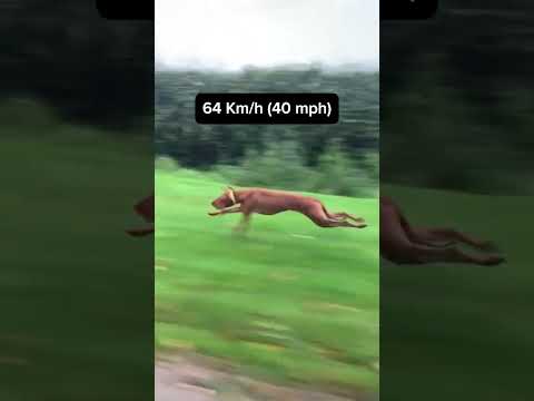 Top 5 fastest dog breeds in the world #dog #dogbreeds #greyhound #saluki #vizsla #borzoi #dalmatian