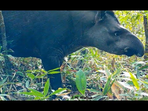 Bicharada em alta, lindas imagens - canto do aracuã