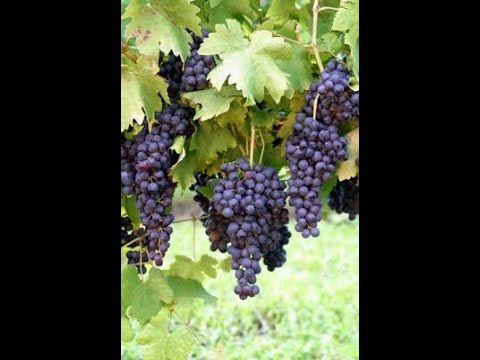 How California Farmers Harvested $5.2 Billion in Grapes - Vineyard Journey