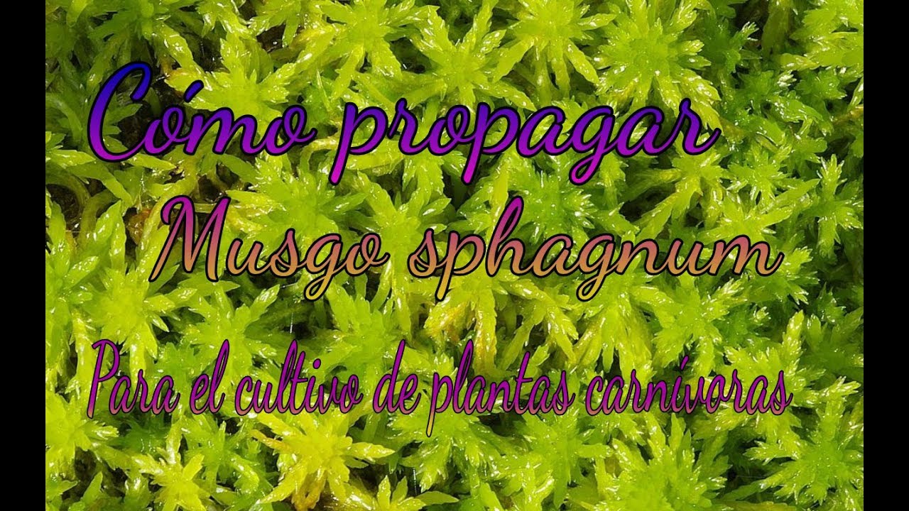 Cómo propagar musgo sphagnum para el cultivo de plantas carnívoras