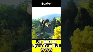 Download lagu ular raksasa telan bus⁉️ Detik-Detik Mencekam😱 mp3