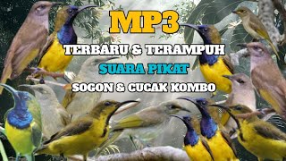 Download lagu suara pikat cucak kombo dan sogon terampuh di jamin burung pada hinggap mp3