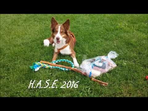 Nice Nayla - Agility A1 - H.A.S.E. 2016