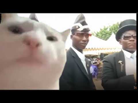 Cat Vibing to Coffin Dance
